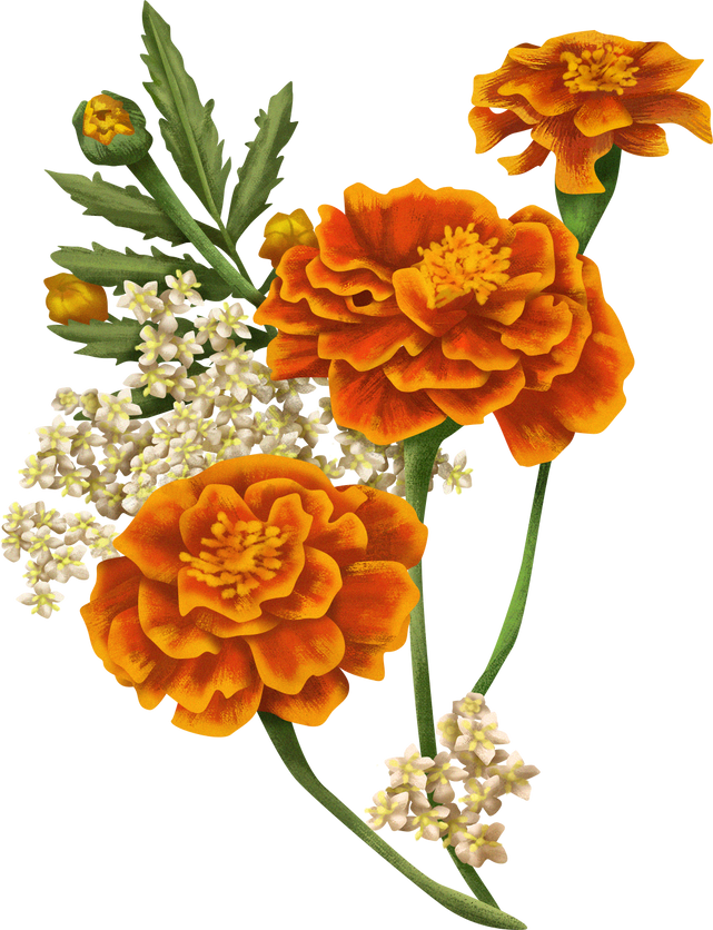 Detailed Illustrated Marigolds